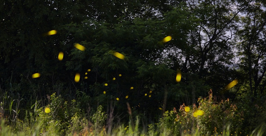Visite du parc des lucioles de Kampung Kuantan