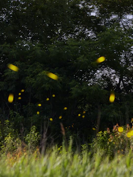 Fireflies illuminating the night at Kampung Kuantan Fireflies Park, Kuala Lumpur.