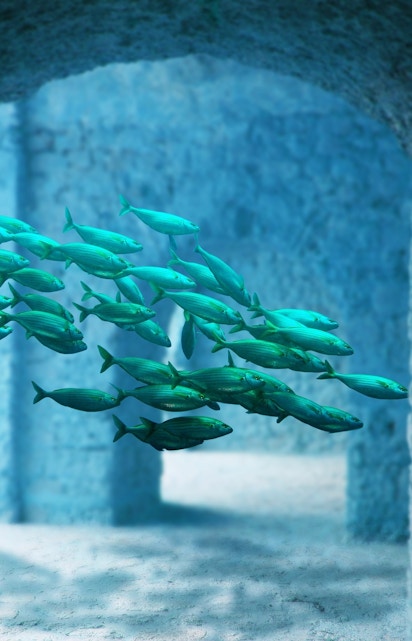 School of fish swimming through stone arches at Atlantis Aquarium Madrid.