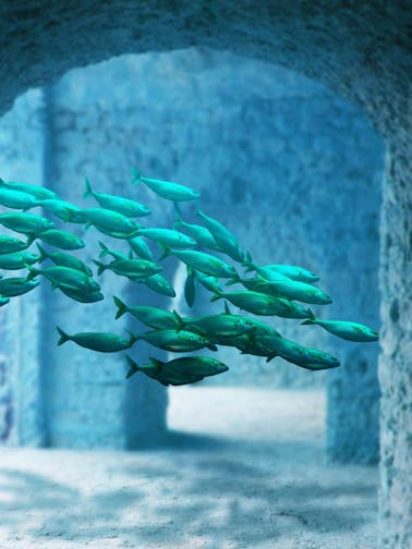 Ingressos Atlantis Aquarium Madrid