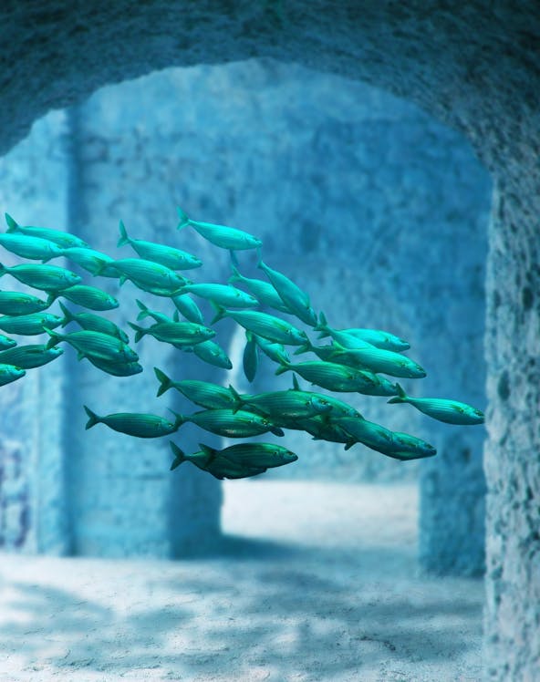 School of fish swimming through stone arches at Atlantis Aquarium Madrid.