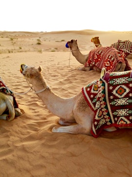Camels resting in the desert with colorful blankets, part of a local adventure tour.