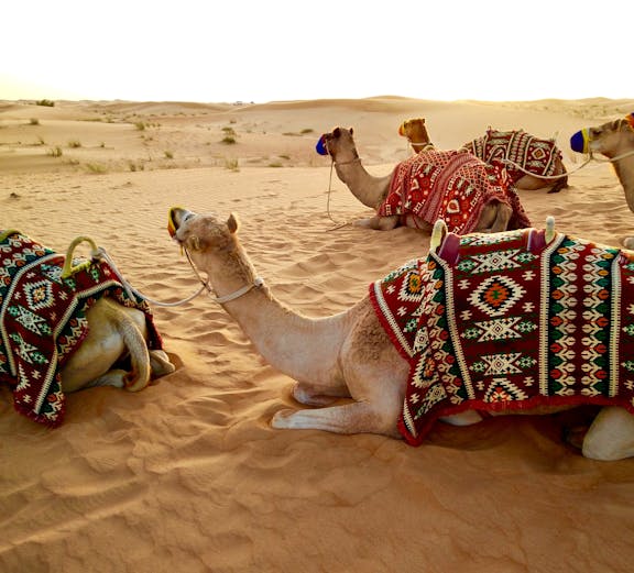Camels resting in the desert with colorful blankets, part of a local adventure tour.