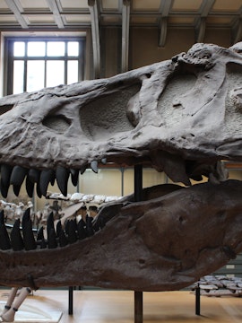 Dinosaur skull exhibit at Dinópolis in Seville.