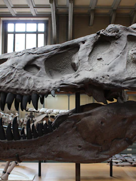 Dinosaur skull exhibit at Dinópolis in Seville.
