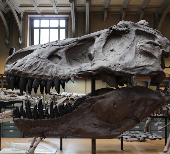 Dinosaur skull exhibit at Dinópolis in Seville.