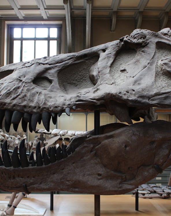 Dinosaur skull exhibit at Dinópolis in Seville.