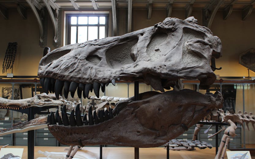 Dinosaur skull exhibit at Dinópolis in Seville.