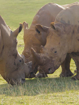 Rhinos grazing in Cabárceno Nature Park, Seville.