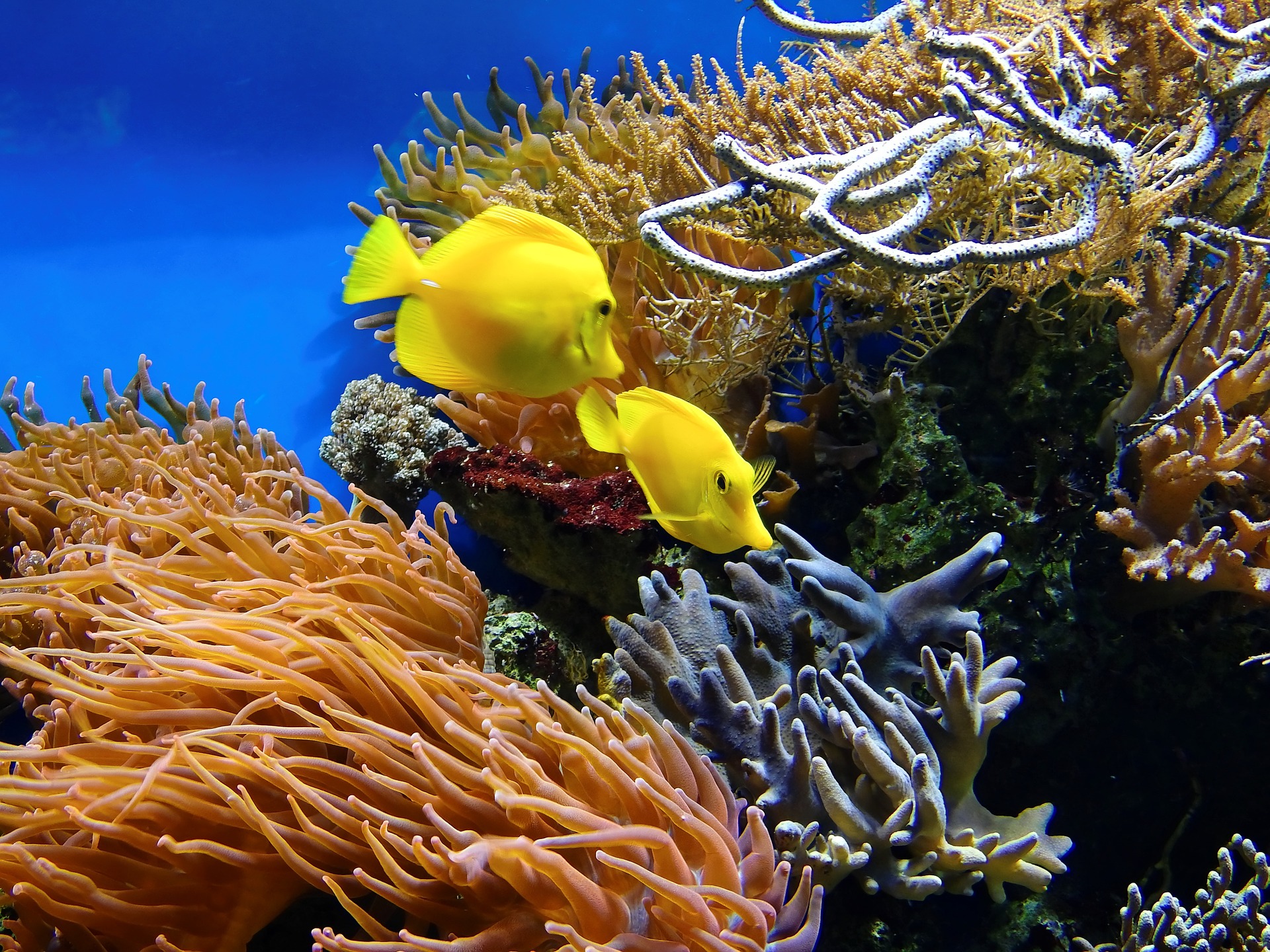 The Aquarium of Western Australia [AQWA] Tickets