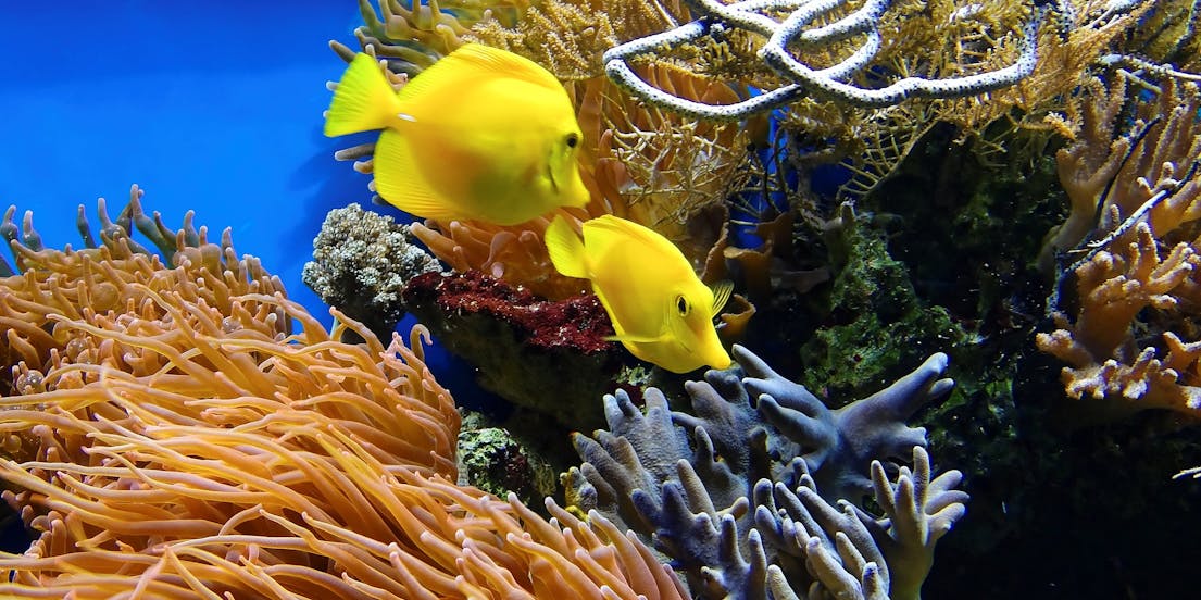 Ingressos para o Aquário da Austrália Ocidental (AQWA)