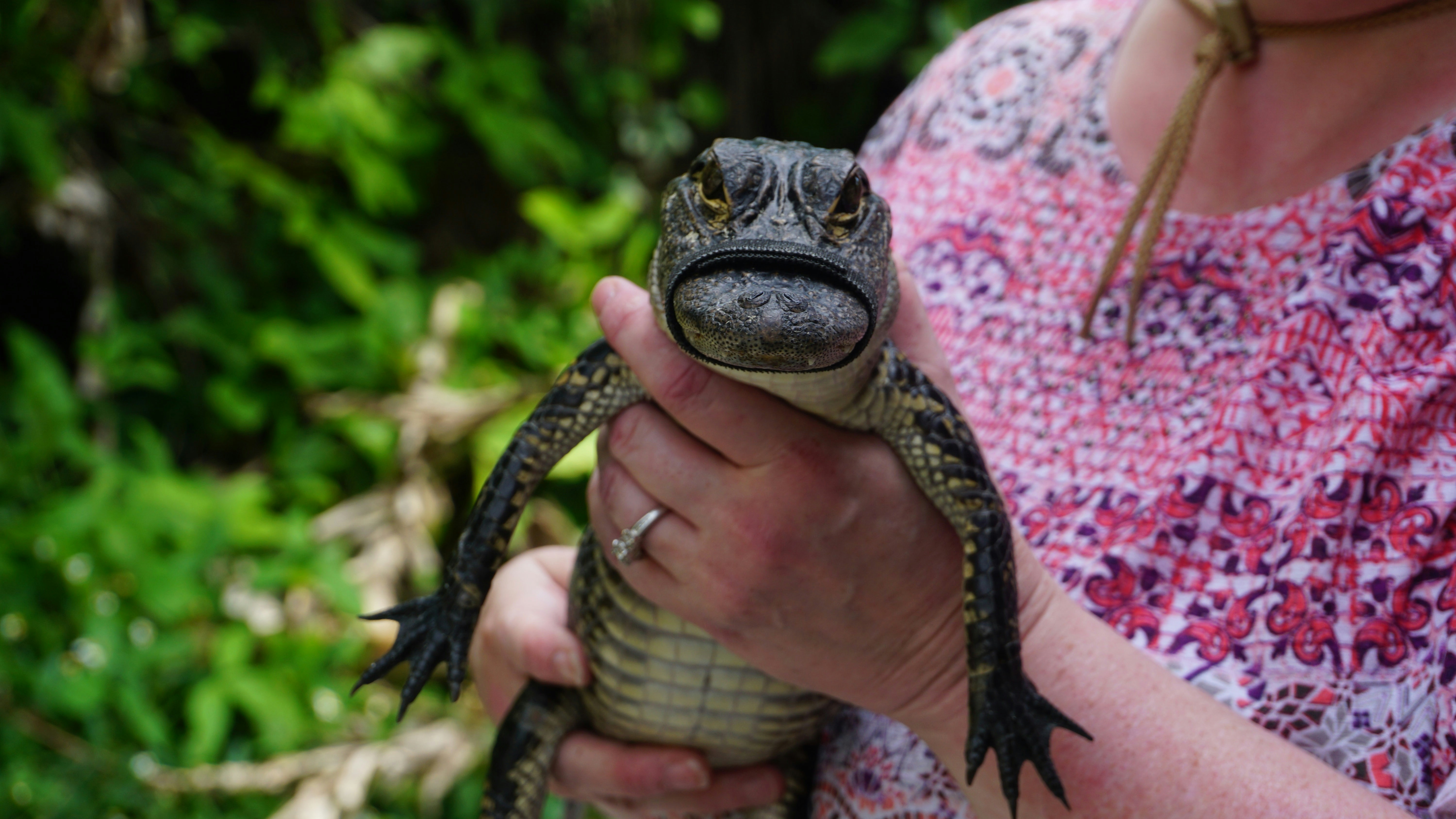 Person holding a small alligator in Orlando Everglades tour.
