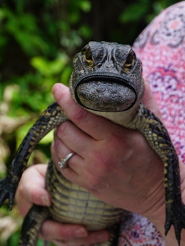 Person holding a small alligator in Orlando Everglades tour.