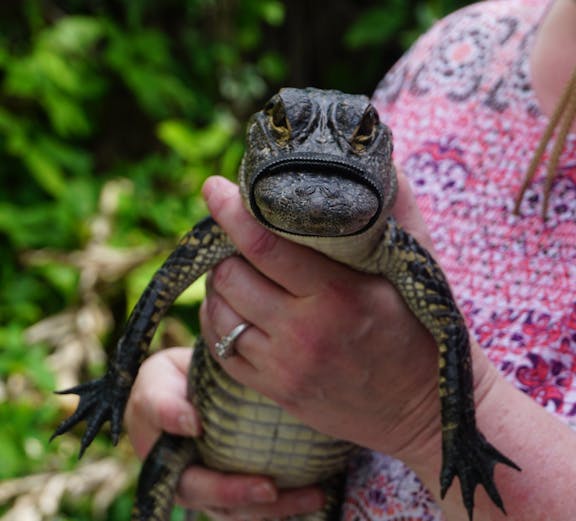 Person holding a small alligator in Orlando Everglades tour.