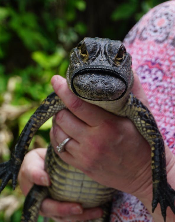 Person holding a small alligator in Orlando Everglades tour.