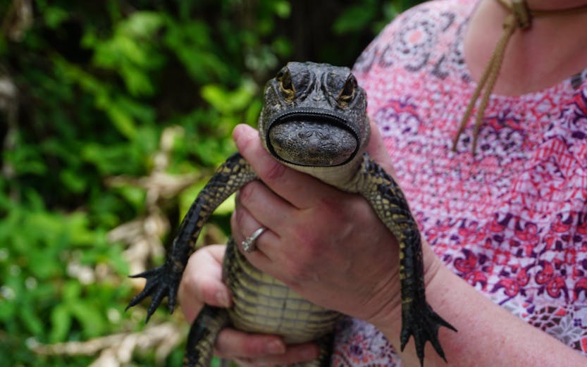 Person holding a small alligator in Orlando Everglades tour.