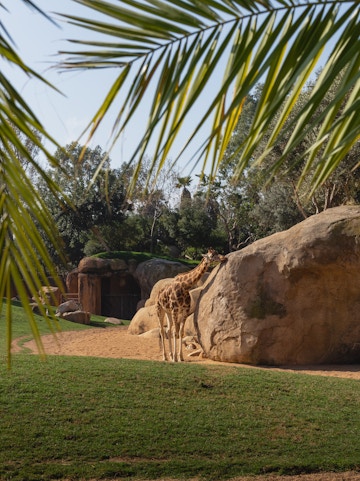 Giraffe standing near a large rock at Selwo Aventura, Malaga.