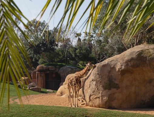 Giraffe standing near a large rock at Selwo Aventura, Malaga.