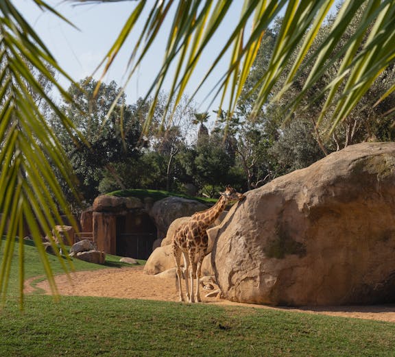 Giraffe standing near a large rock at Selwo Aventura, Malaga.
