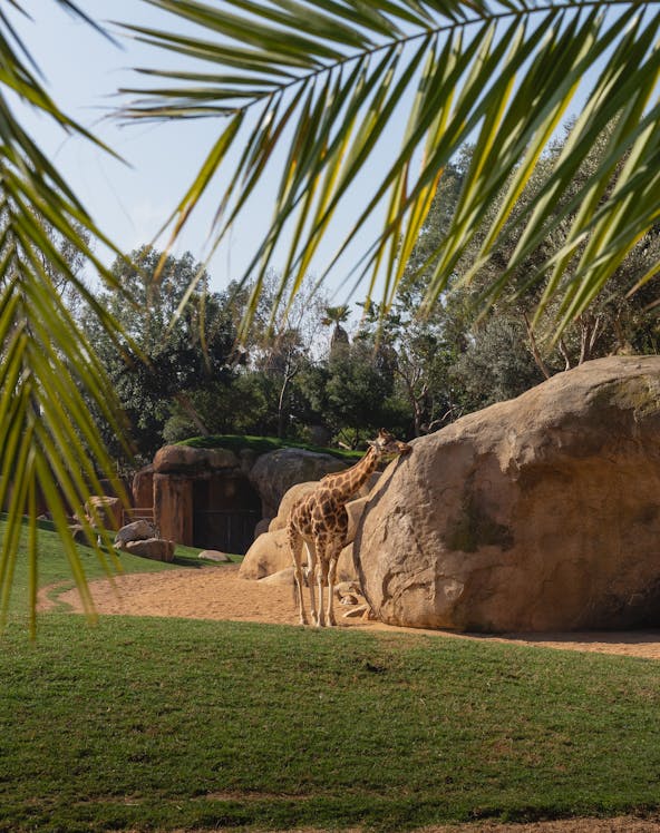 Giraffe standing near a large rock at Selwo Aventura, Malaga.