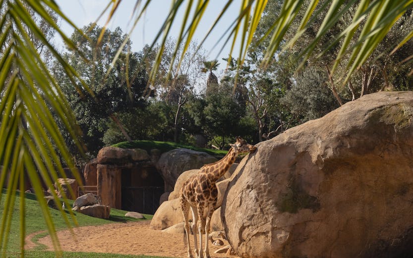Giraffe standing near a large rock at Selwo Aventura, Malaga.