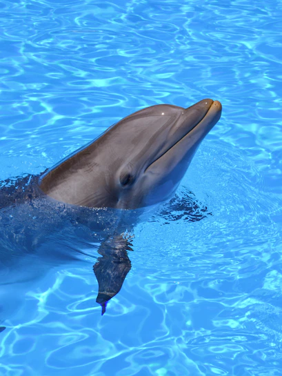 Dolphin swimming at Selwo Marina, Malaga.