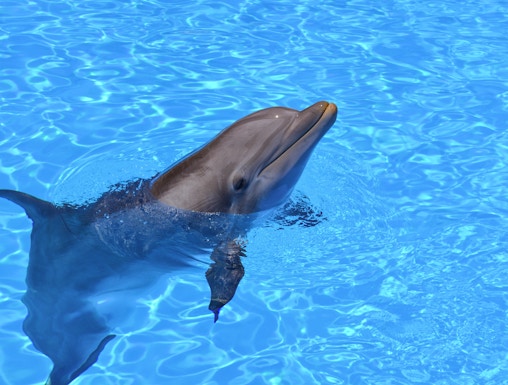 Dolphin swimming at Selwo Marina, Malaga.