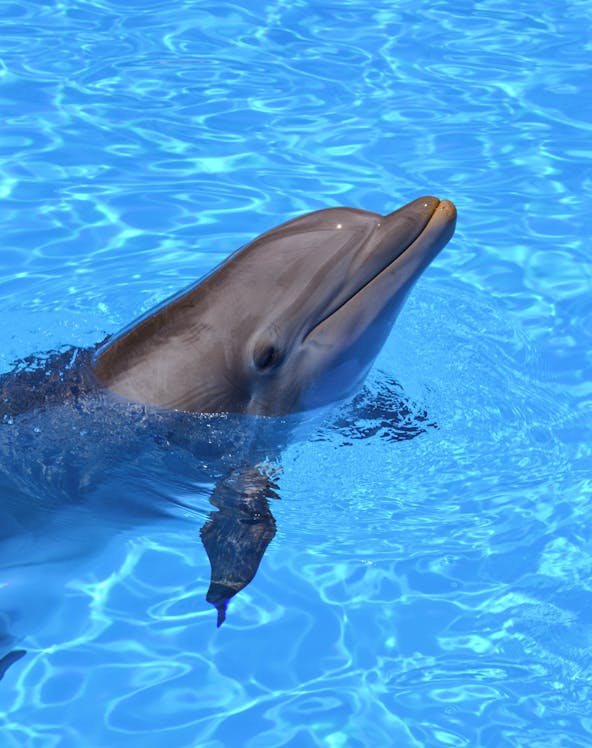 Dolphin swimming at Selwo Marina, Malaga.