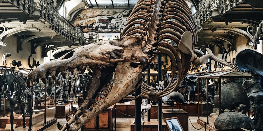 Lee Kong Chian Natural History Museum Tickets