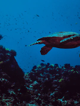 Sea turtle swimming over coral reef at Sea Life Istanbul.