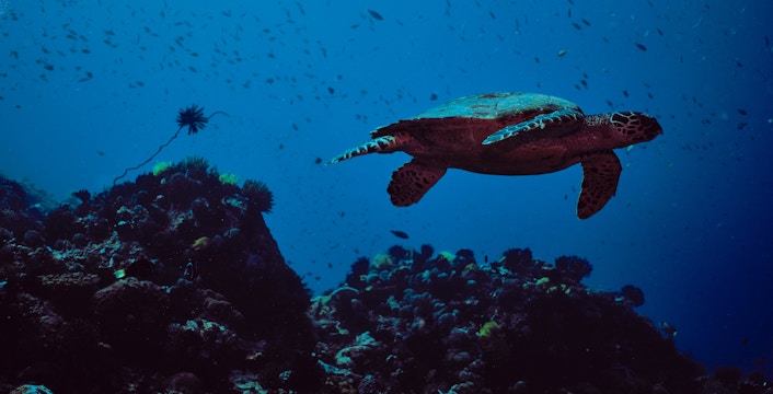 SEA LIFE Aquarium Tickets