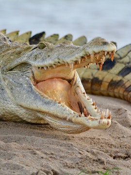 Crocodile with open mouth on sandy ground at Crocodile Park, Malaga.