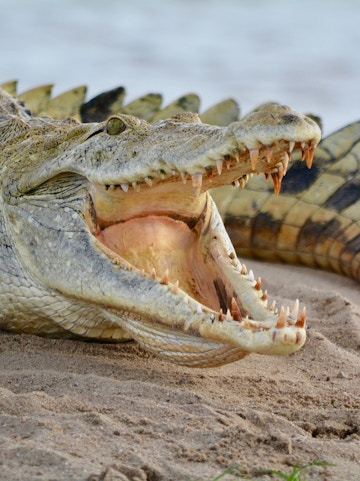 Crocodile with open mouth on sandy ground at Crocodile Park, Malaga.
