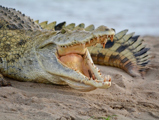 Crocodile with open mouth on sandy ground at Crocodile Park, Malaga.