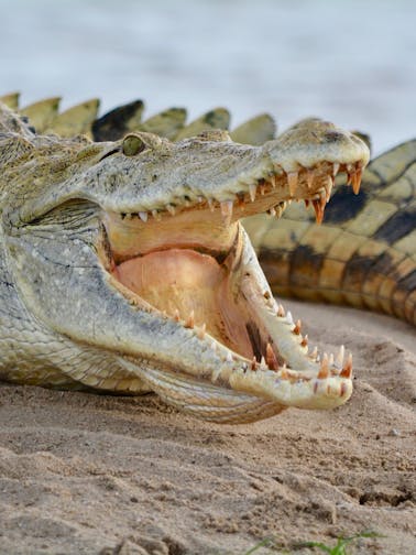 Crocodile Park