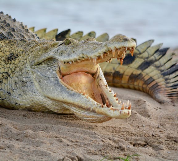 Crocodile with open mouth on sandy ground at Crocodile Park, Malaga.