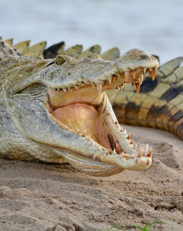 Crocodile with open mouth on sandy ground at Crocodile Park, Malaga.