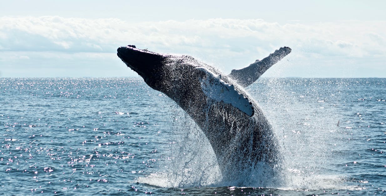 Whale Watching in Tenerife