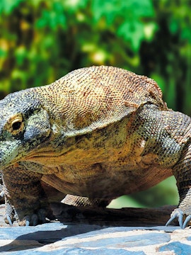 Komodo dragon at Palmitos Park, Gran Canaria.