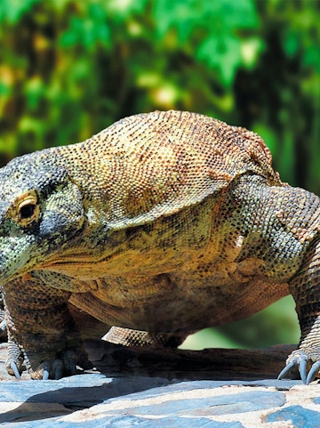 Komodo dragon at Palmitos Park, Gran Canaria.