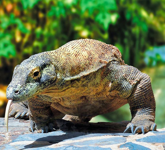 Komodo dragon at Palmitos Park, Gran Canaria.