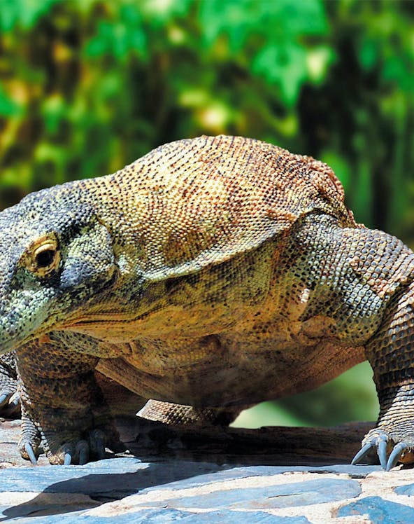 Komodo dragon at Palmitos Park, Gran Canaria.
