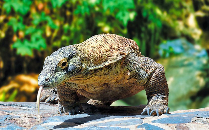 Komodo dragon at Palmitos Park, Gran Canaria.