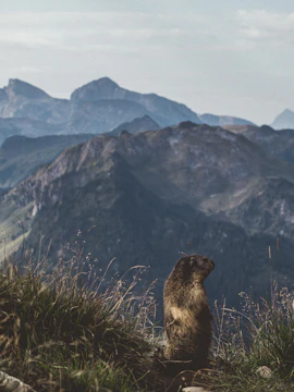 Marmot on grassy hill with Swiss Alps in background, Zurich to Mount Stanserhorn tour.