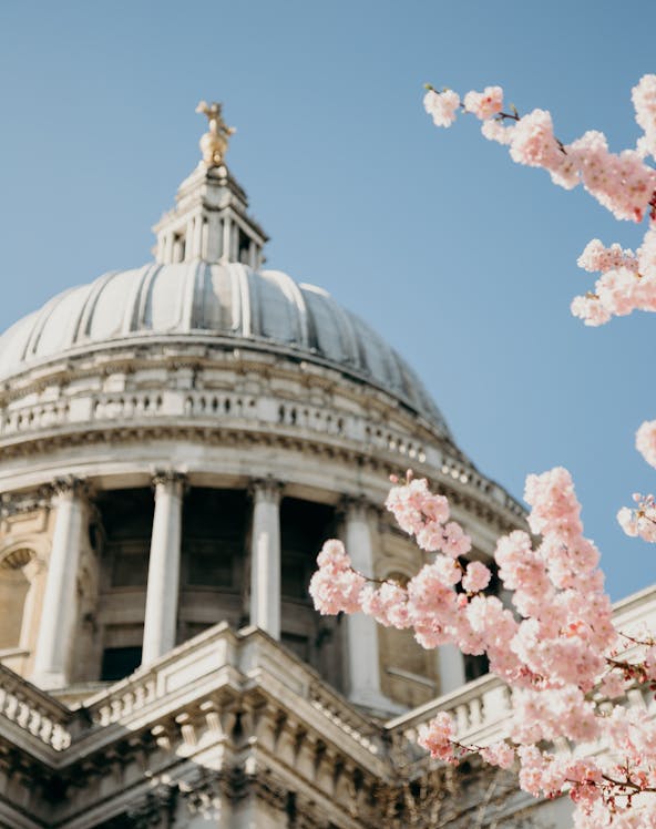 St. Paul's Cathedral dome with cherry blossoms, London.