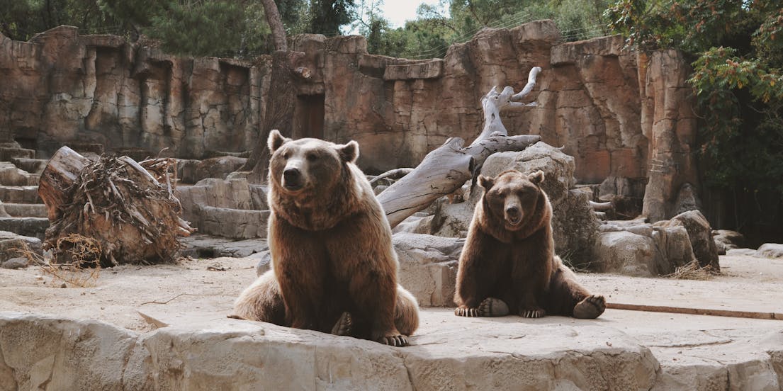 Zoo Koki
