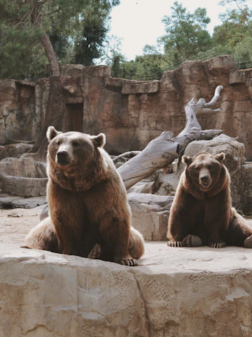 Two brown bears sitting on rocks at Zoo Koki enclosure.