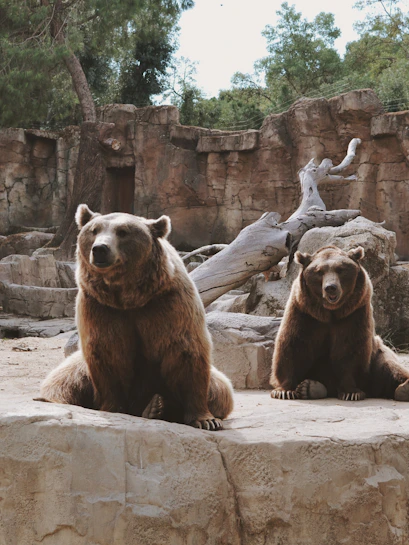 Two brown bears sitting on rocks at Zoo Koki enclosure.