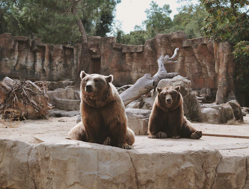 Two brown bears sitting on rocks at Zoo Koki enclosure.