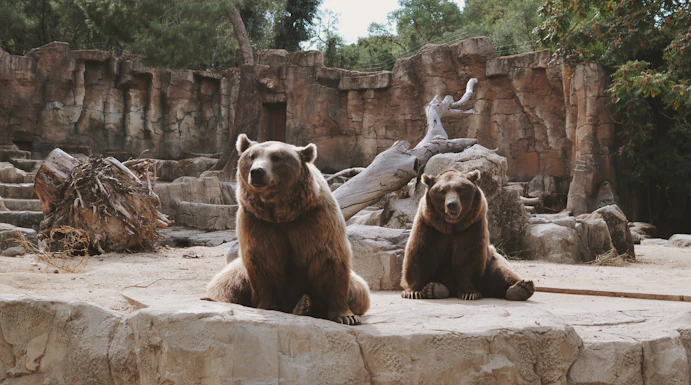 Two brown bears sitting on rocks at Zoo Koki enclosure.